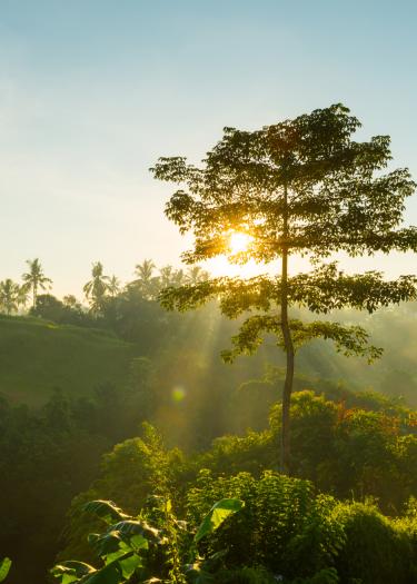 Sunrise Bali jungle